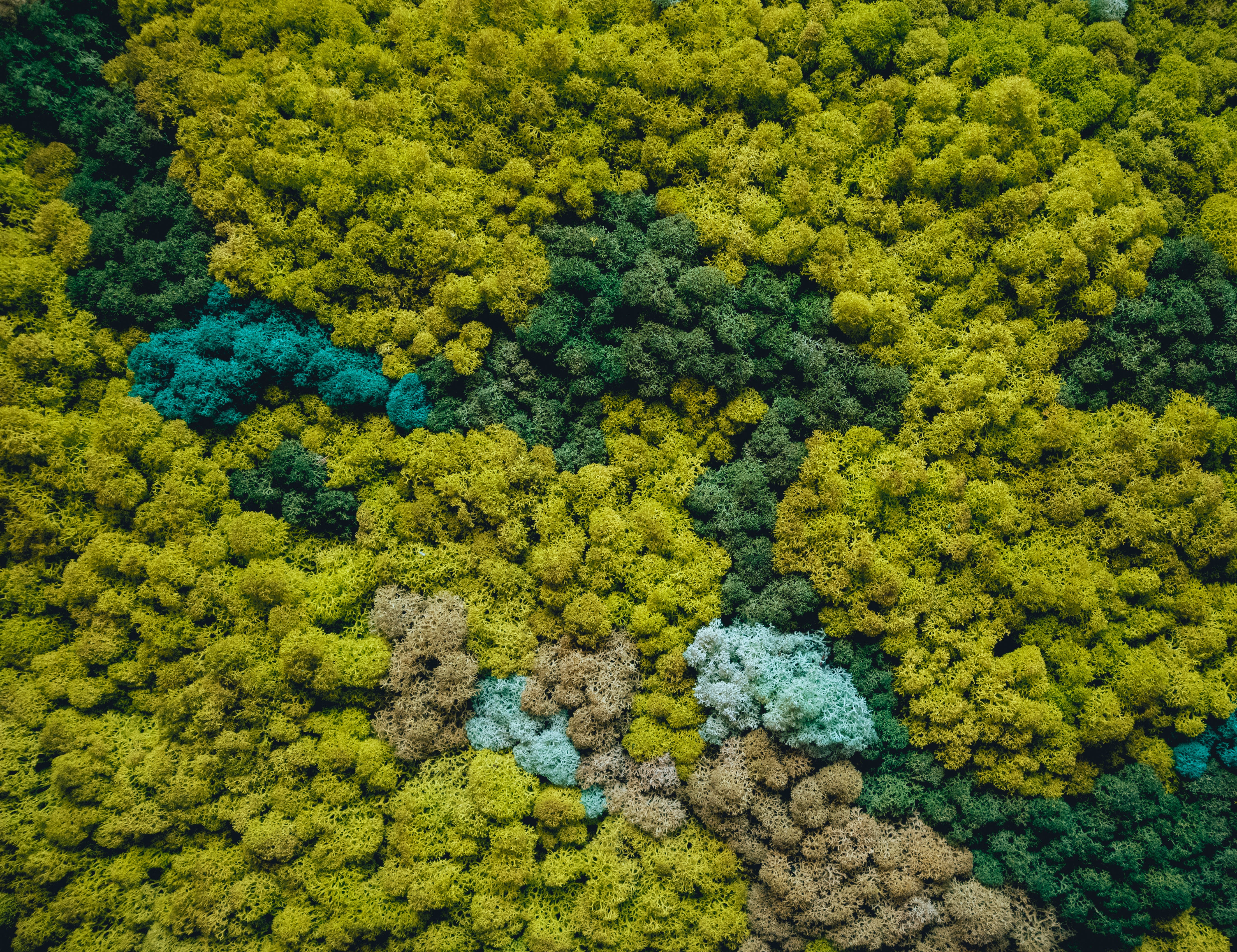 Ce știm despre licheni?