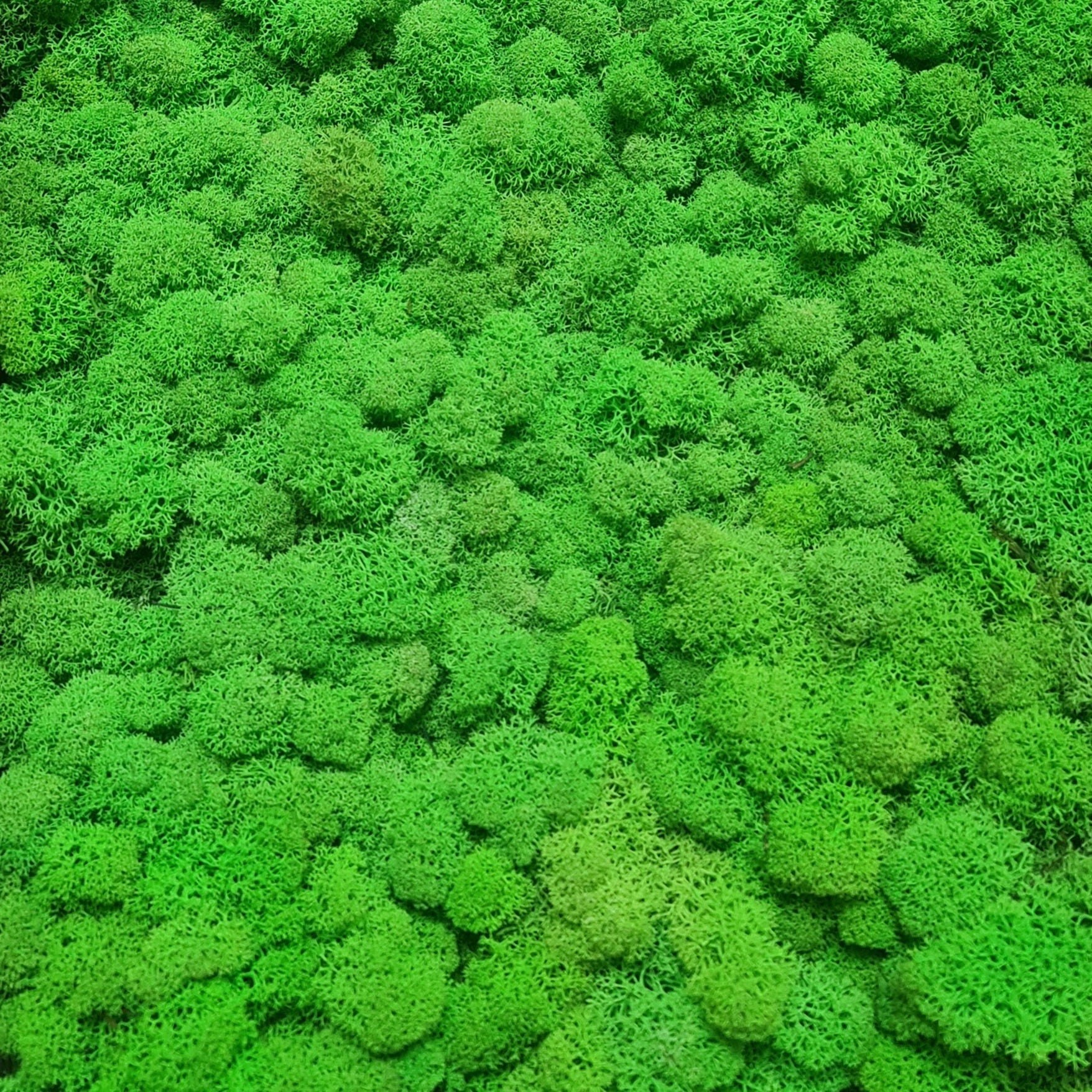 licheni-precuratati-light-green