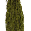 Incarcă imagine în Gallery viewer, Amaranthus almond green, 40-70 cm
