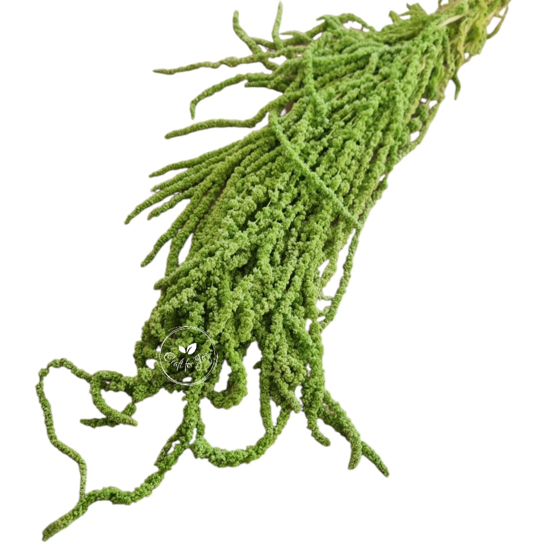 Amaranthus verde deschis