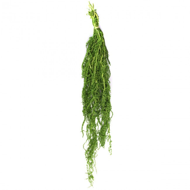 Amaranthus verde deschis