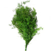 Incarcă imagine în Gallery viewer, Asparagus Green H50- 60cm
