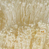 Incarcă imagine în Gallery viewer, Broom Bloom alb uscat, H50cm, 80g
