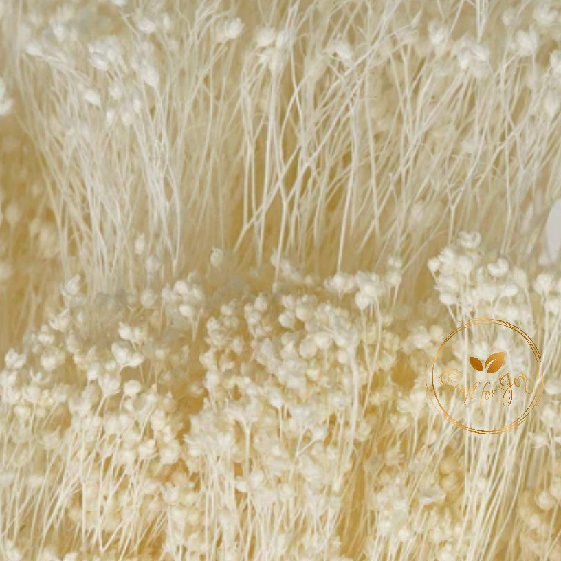 Broom Bloom alb uscat, H50cm, 80g