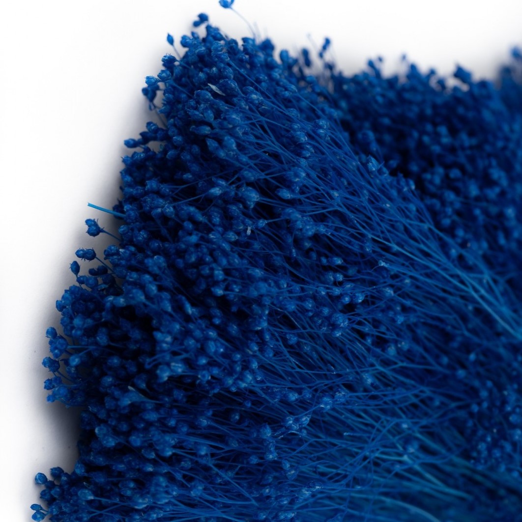 Broom Bloom stabilizat, royal blue, H50cm