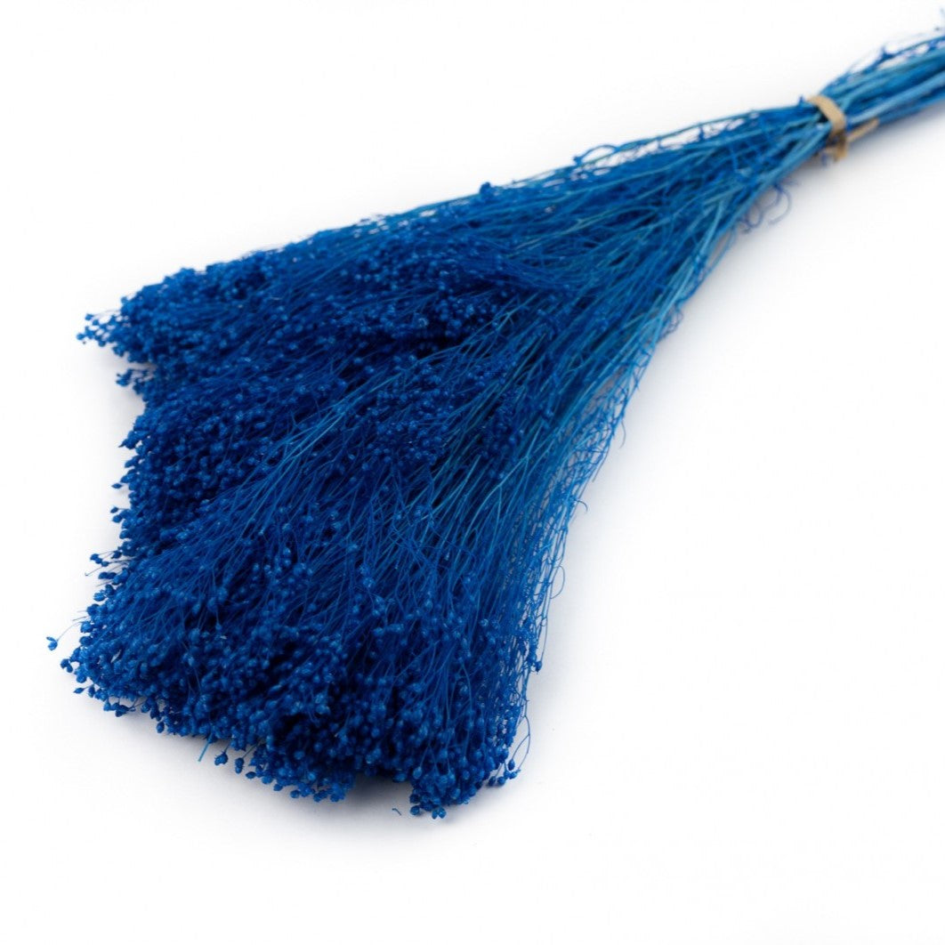 Broom Bloom stabilizat, royal blue, H50cm
