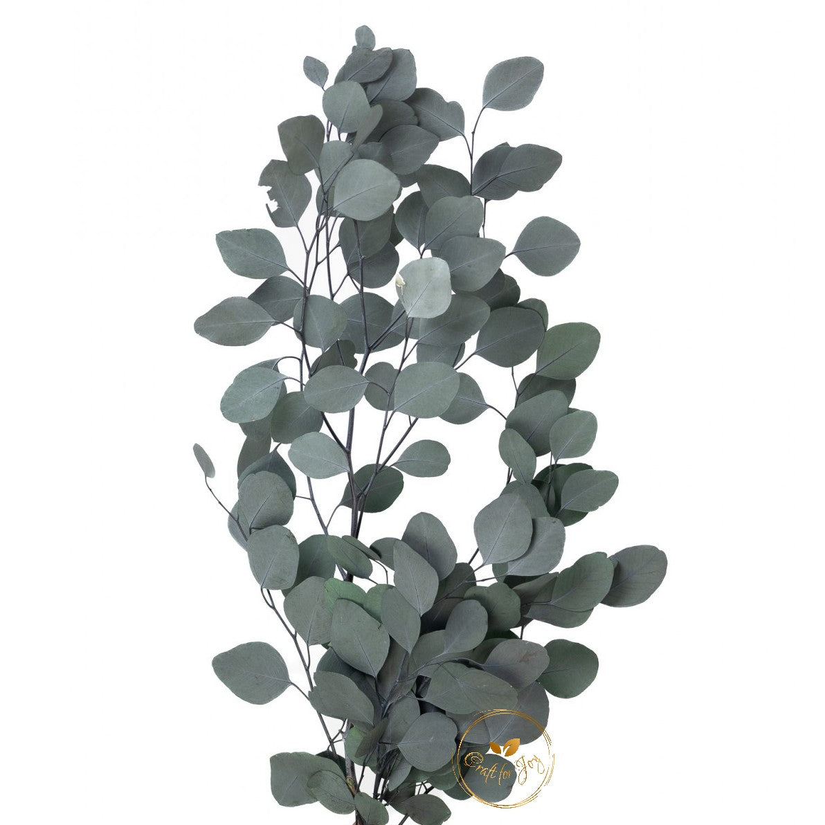 Eucalipt Populus verde, H50-70cm, 150g