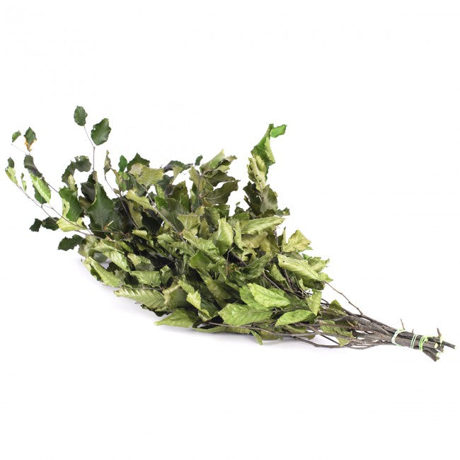 Fag stabilizat verde, 50-80 cm