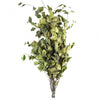 Incarcă imagine în Gallery viewer, Fag stabilizat verde, 50-80 cm

