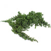 Incarcă imagine în Gallery viewer, Juniperus 15-25cm

