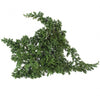 Incarcă imagine în Gallery viewer, Juniperus 15-25cm
