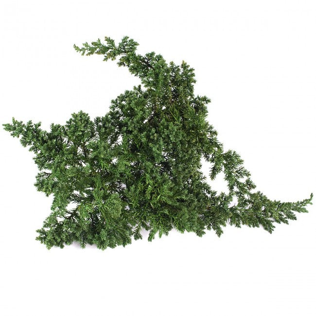 Juniperus 15-25cm
