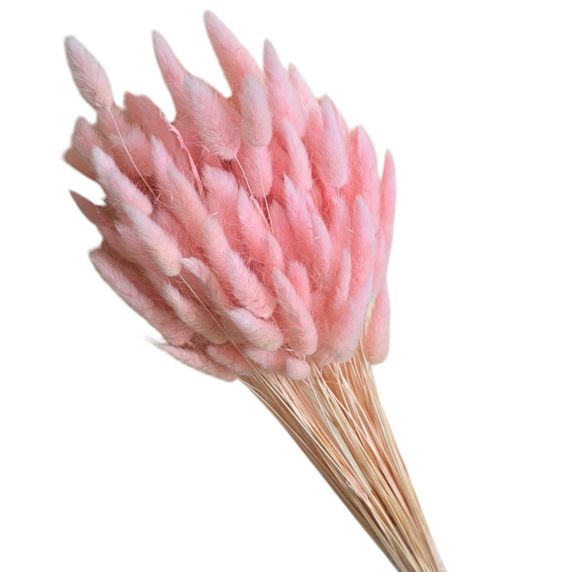 Lagurus roz deschis, aprox. 100g - craftforjoy.ro
