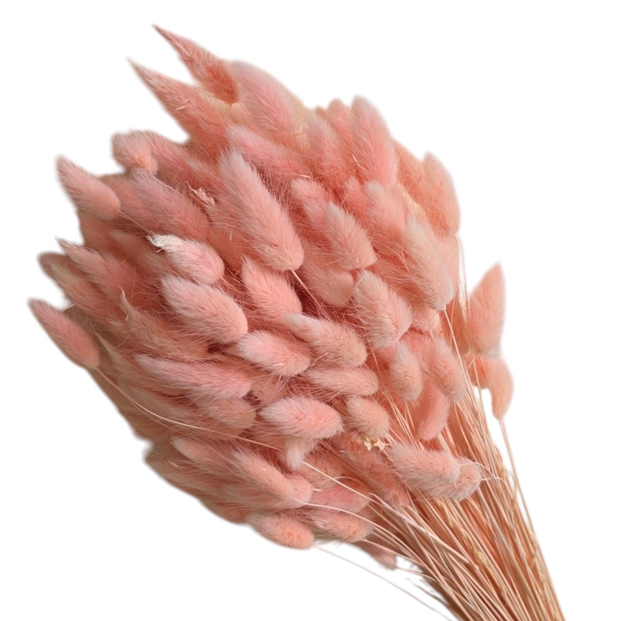 Lagurus salmon - craftforjoy.ro