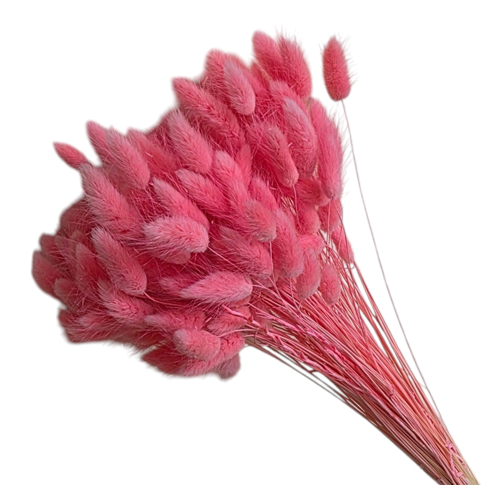 Lagurus roz/pink, aprox. 100g - craftforjoy.ro