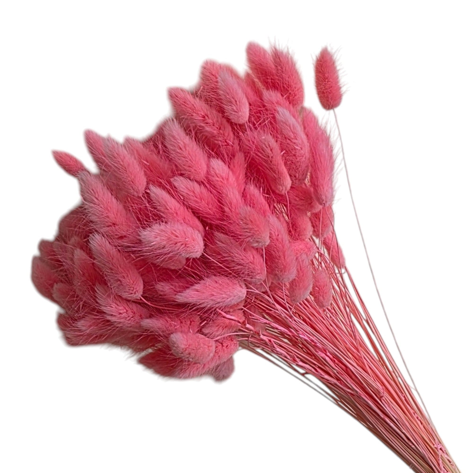 Lagurus roz/pink