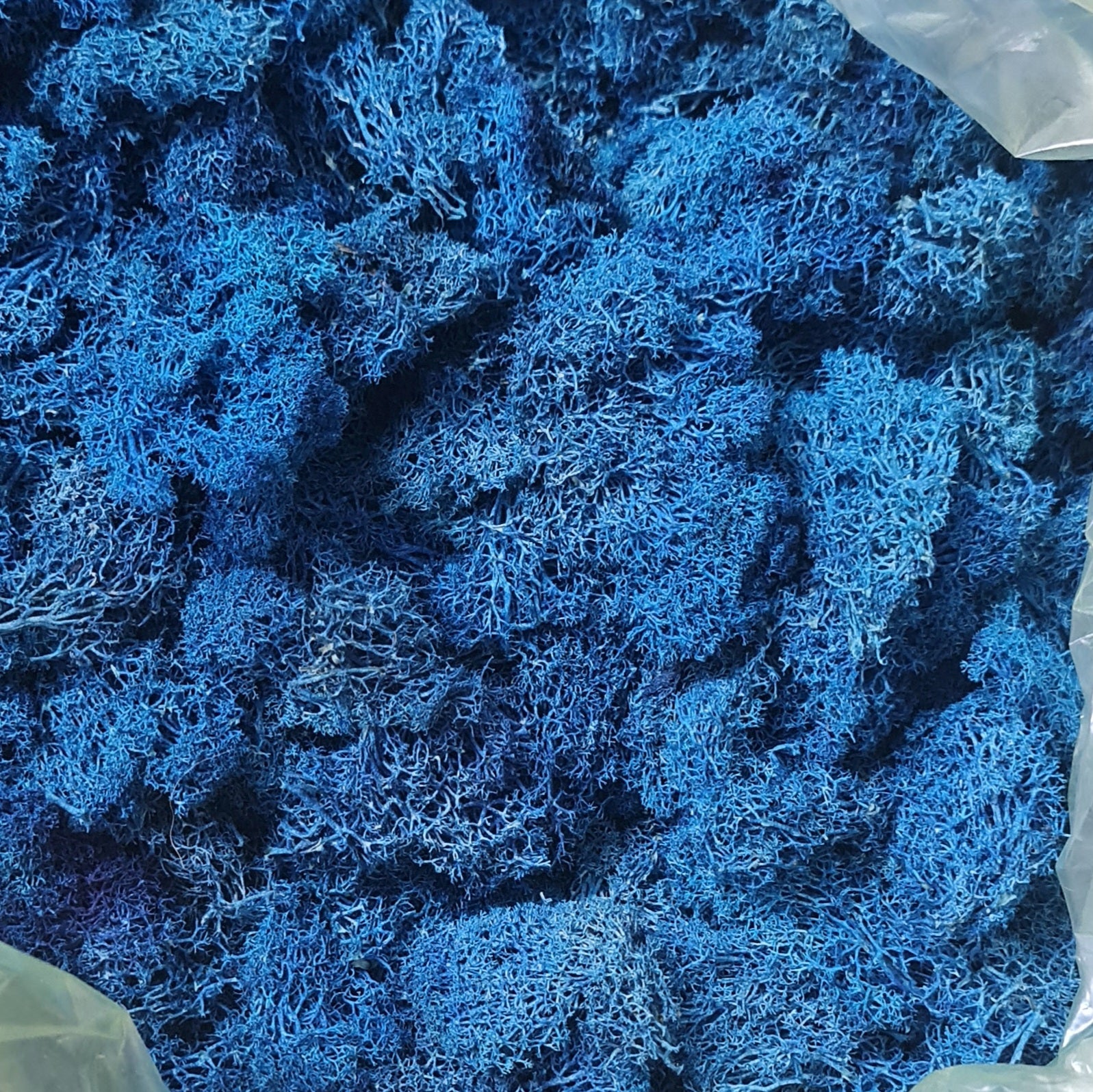 Licheni stabilizati OUTLET