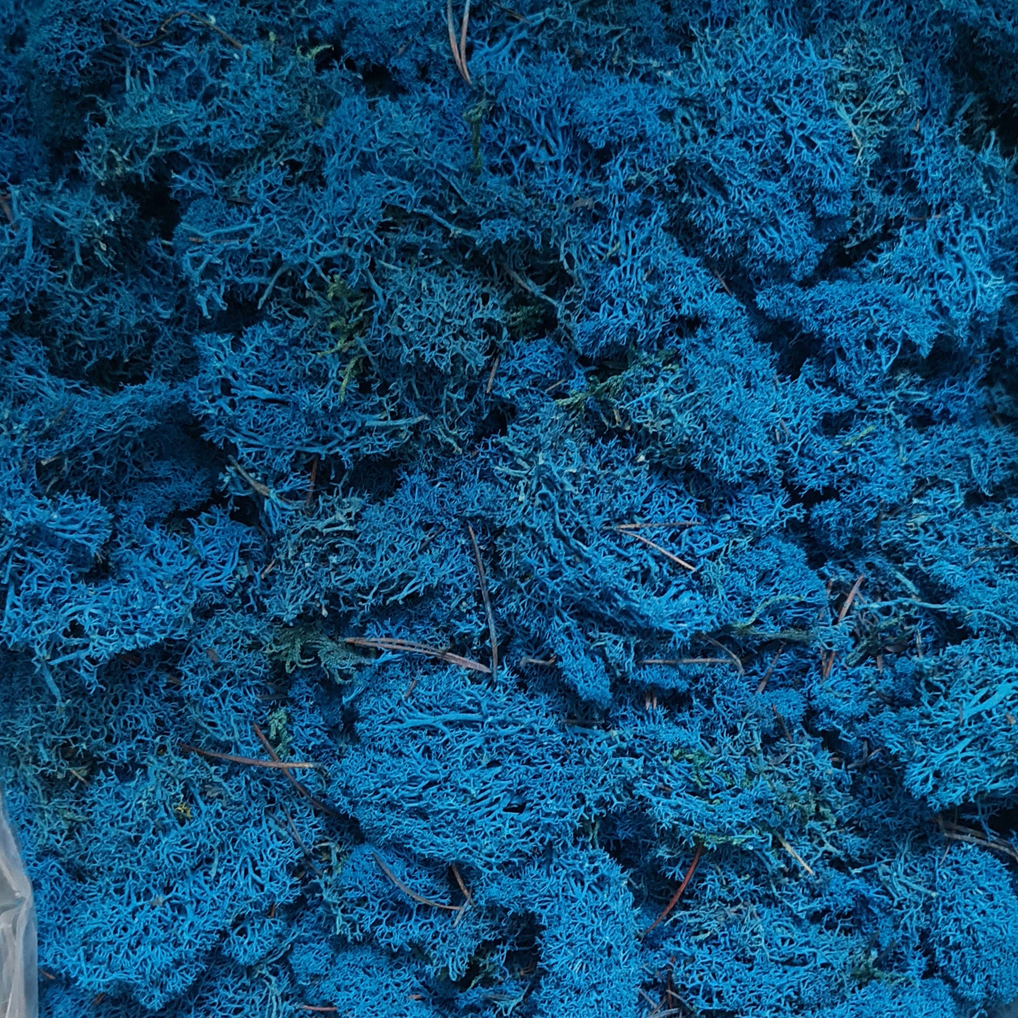 Licheni stabilizati blue marine precuratati – OUTLET