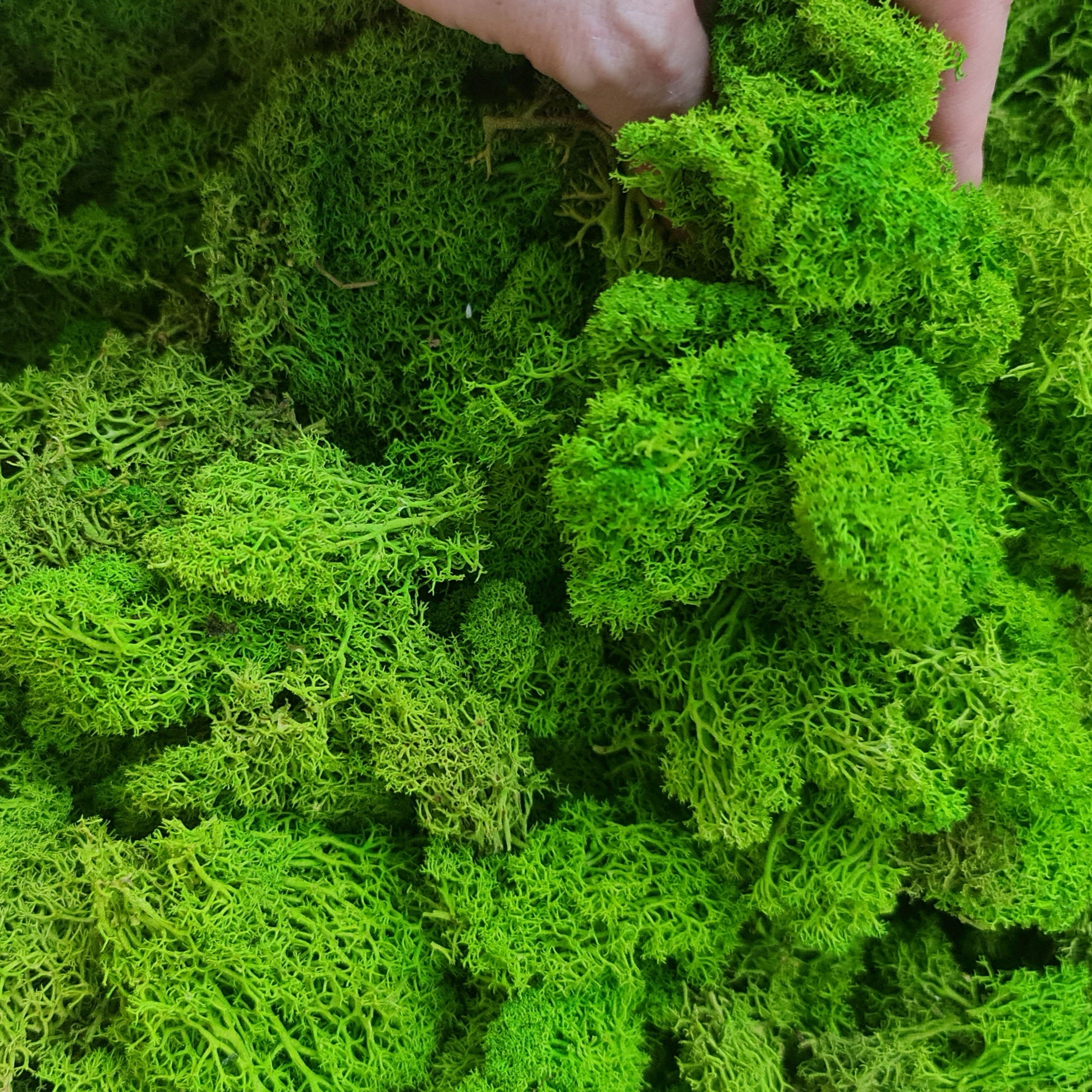 Licheni stabilizati light green precuratati – OUTLET