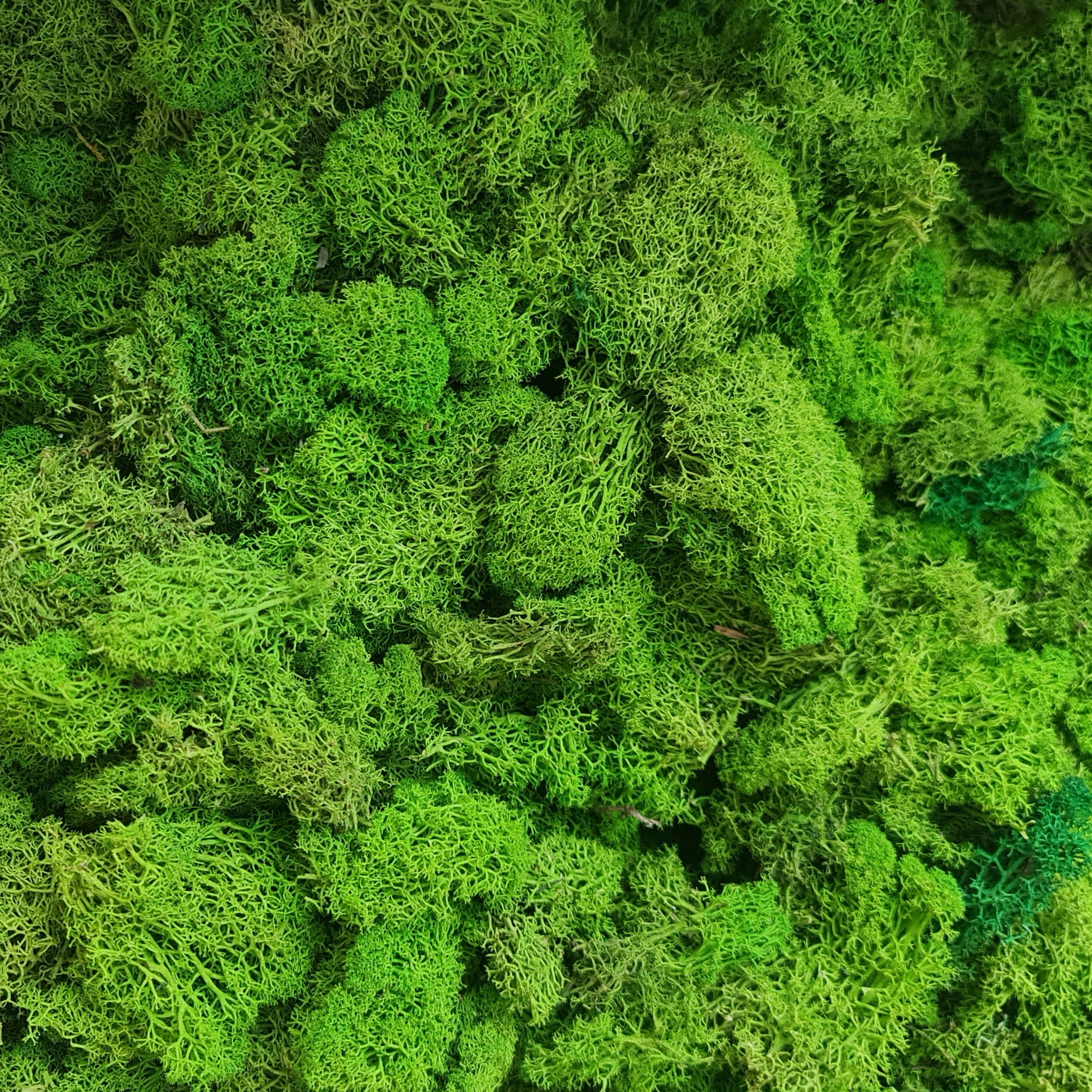 Licheni stabilizati light green precuratati