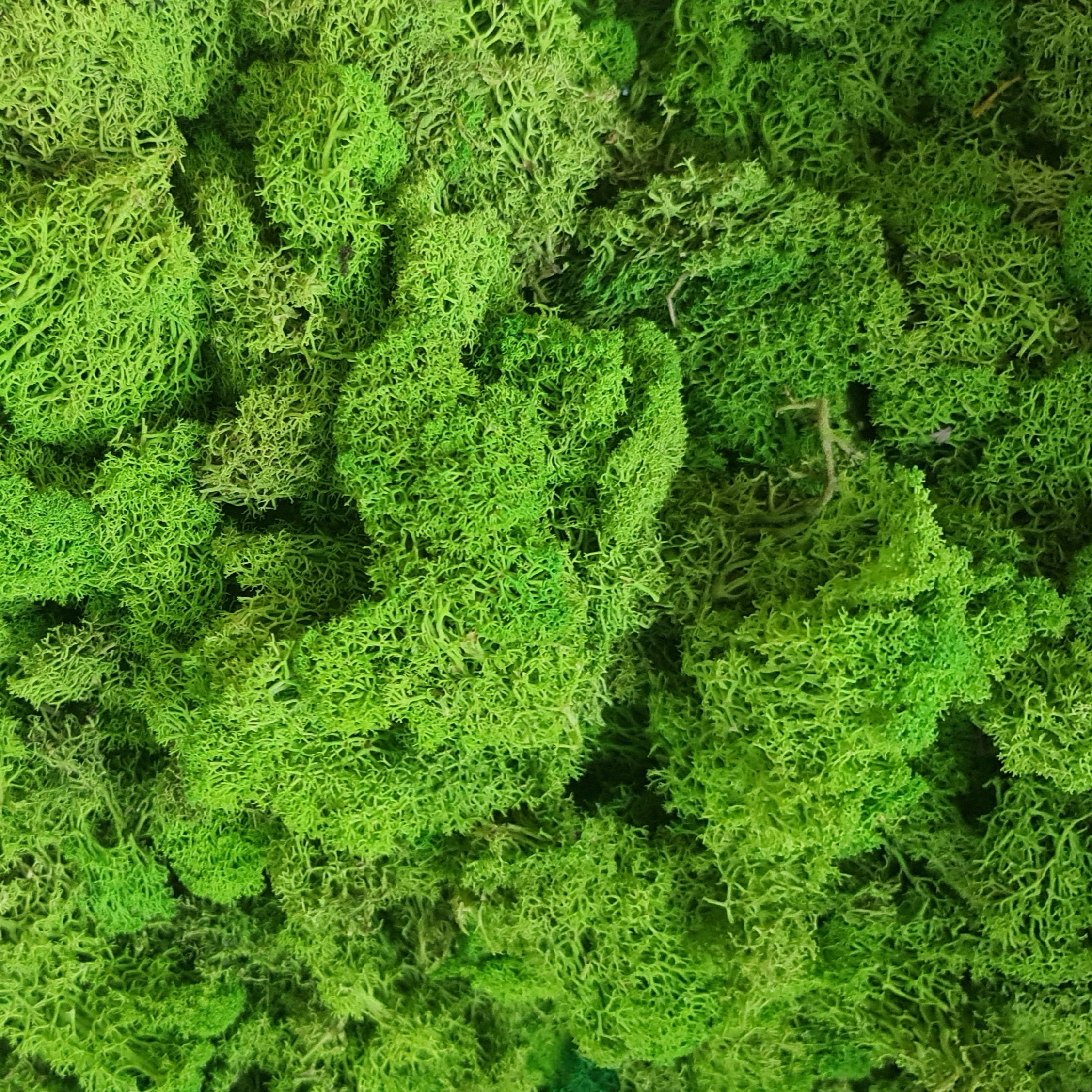 Licheni stabilizati light green precuratati 