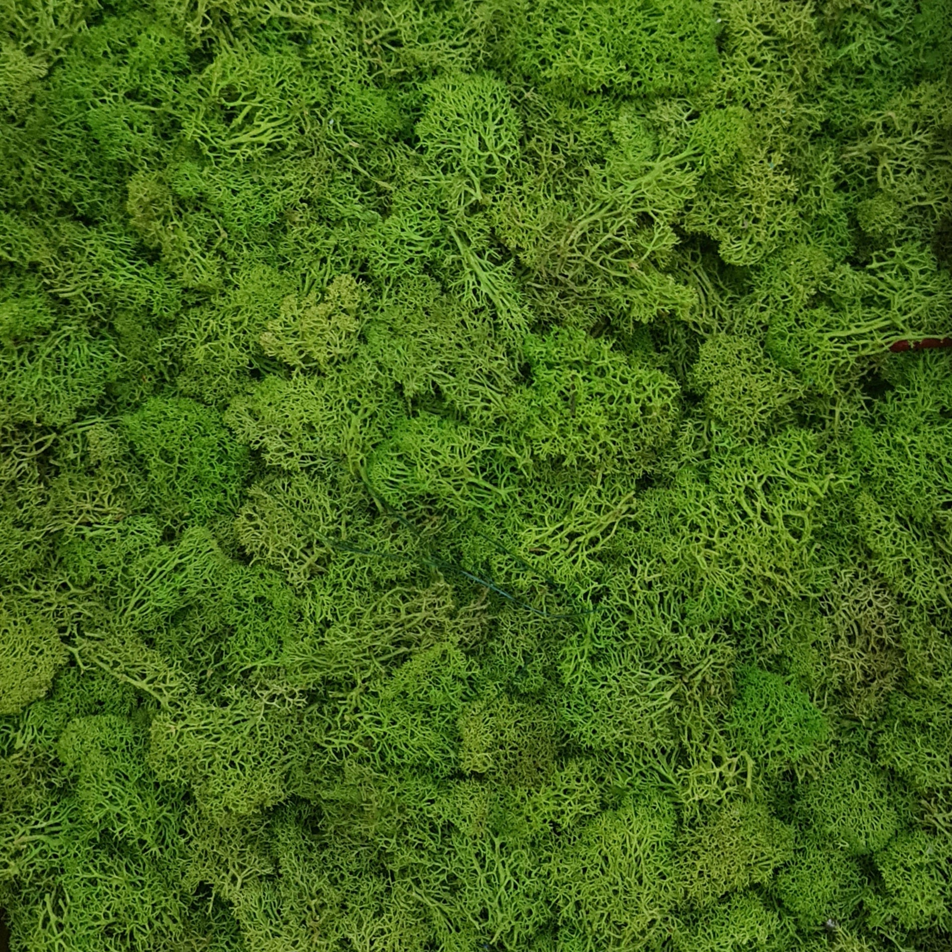 Licheni stabilizati light green precuratati 