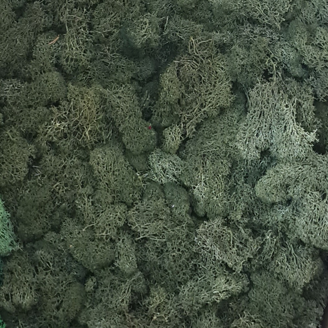 Licheni stabilizati precuratati