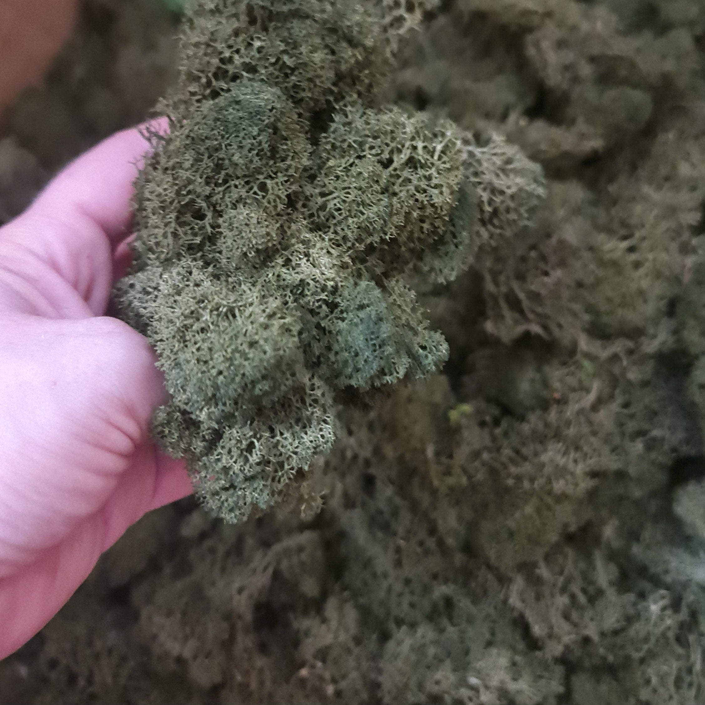 Licheni stabilizati precuratati 