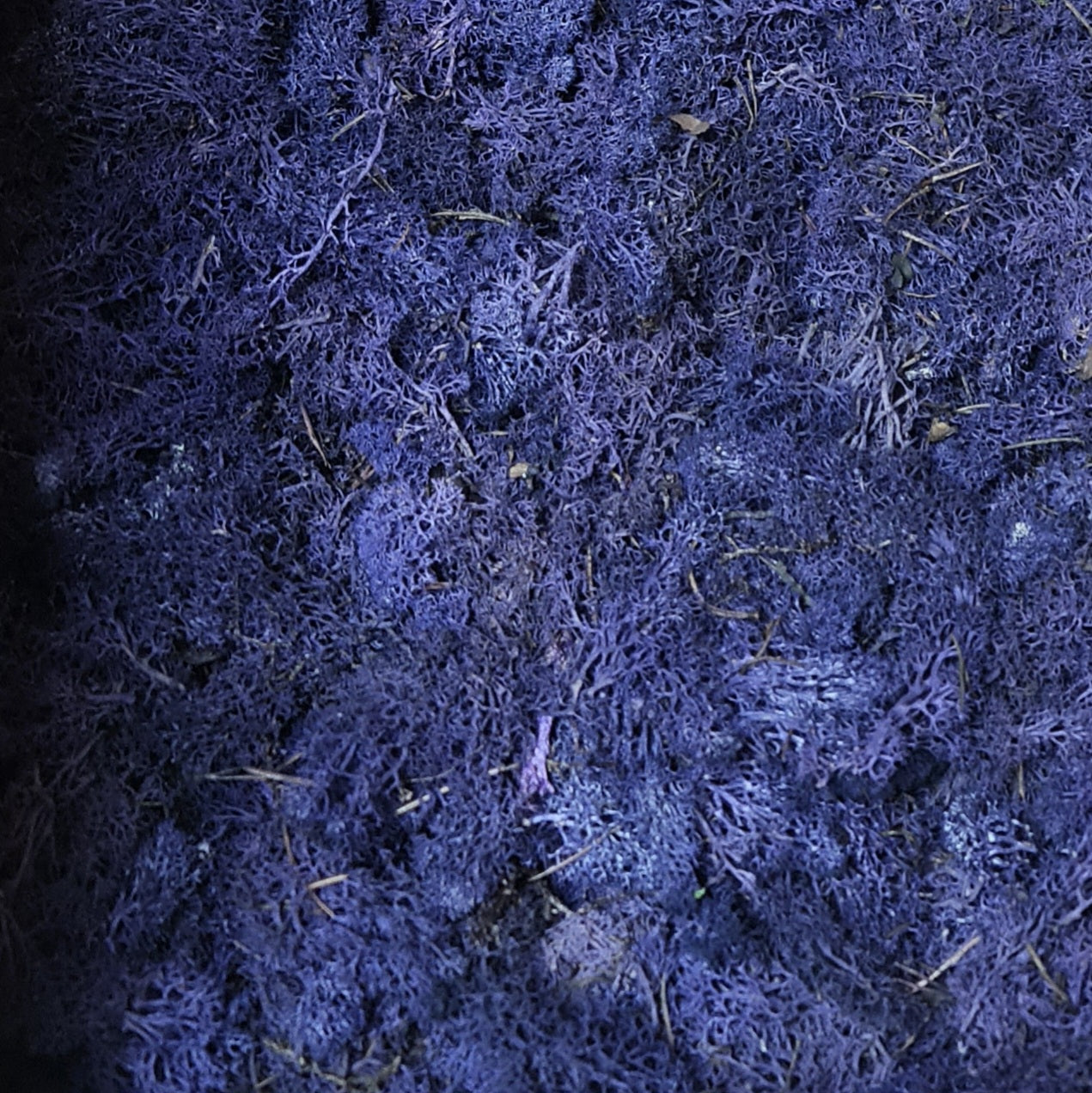 Licheni stabilizati OUTLET