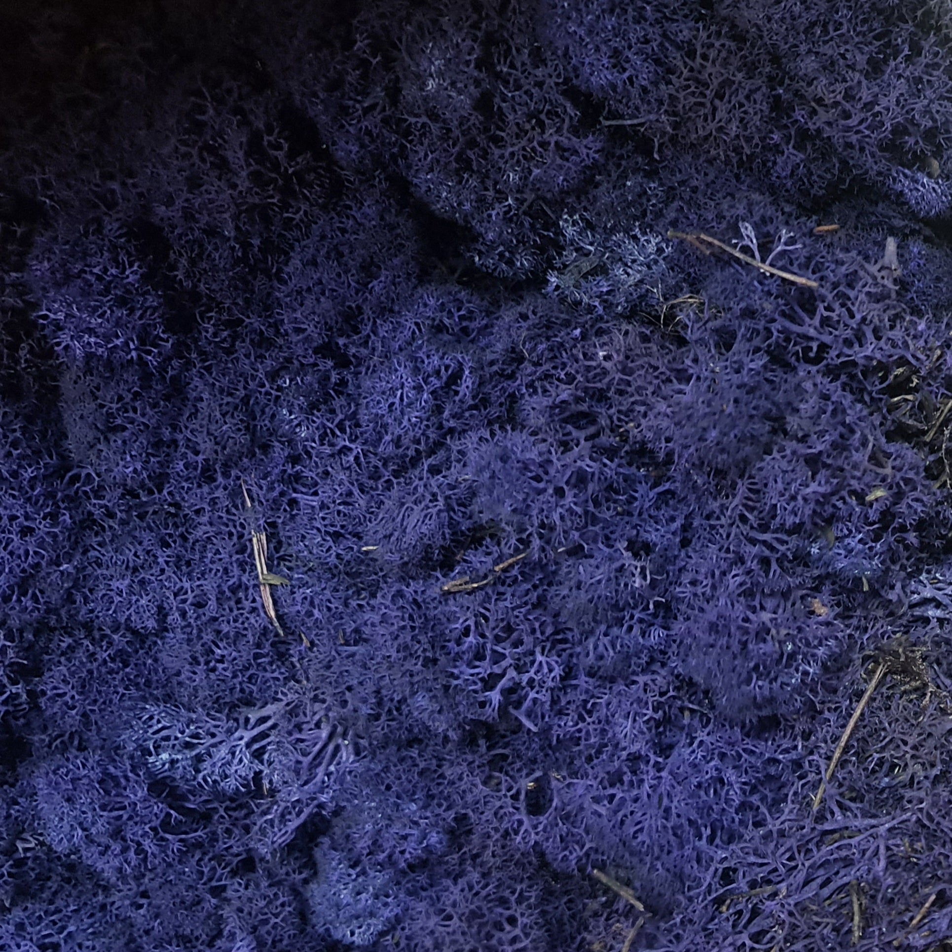 Licheni stabilizati OUTLET