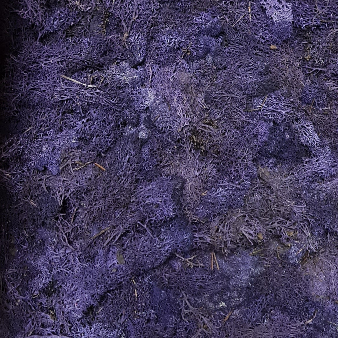 Licheni stabilizati OUTLET