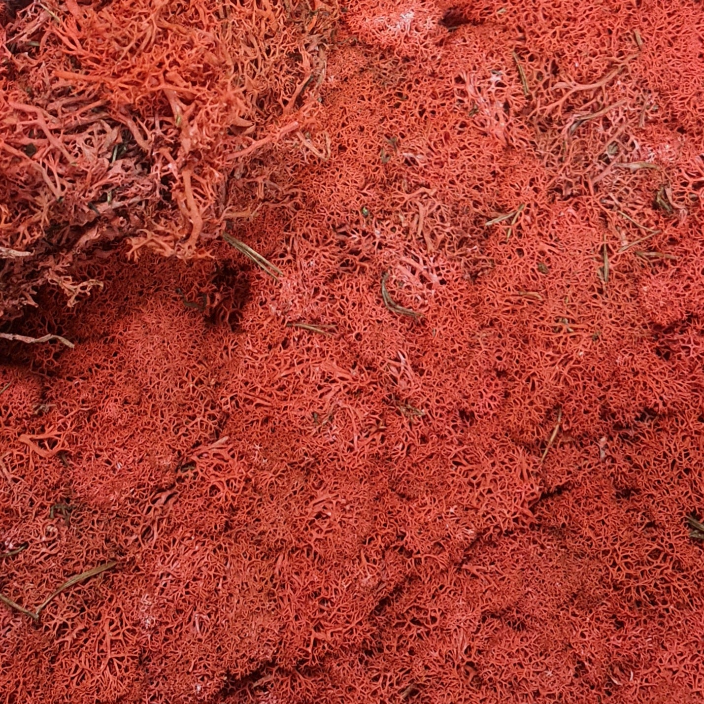 Licheni stabilizati red N 