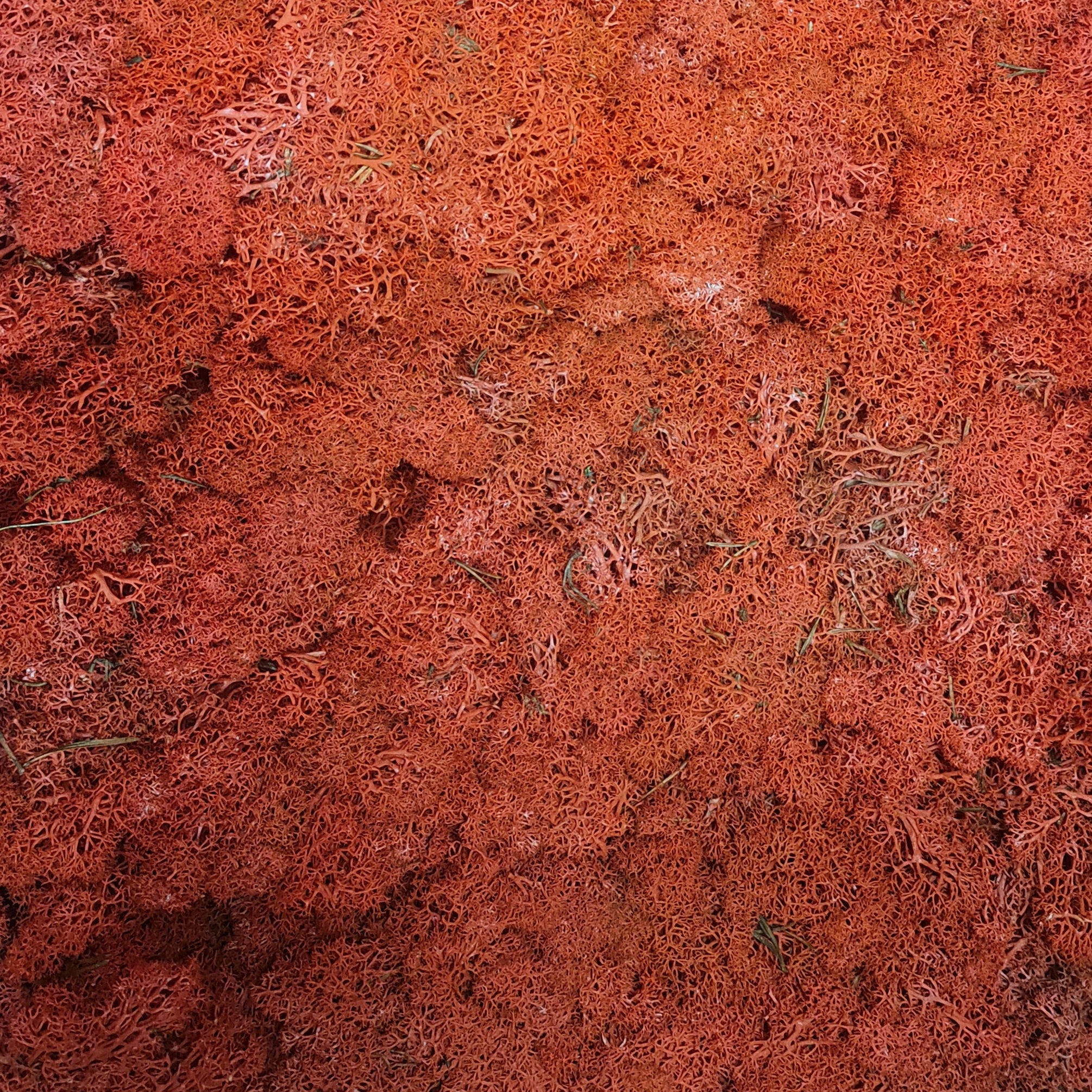 Licheni stabilizati red N