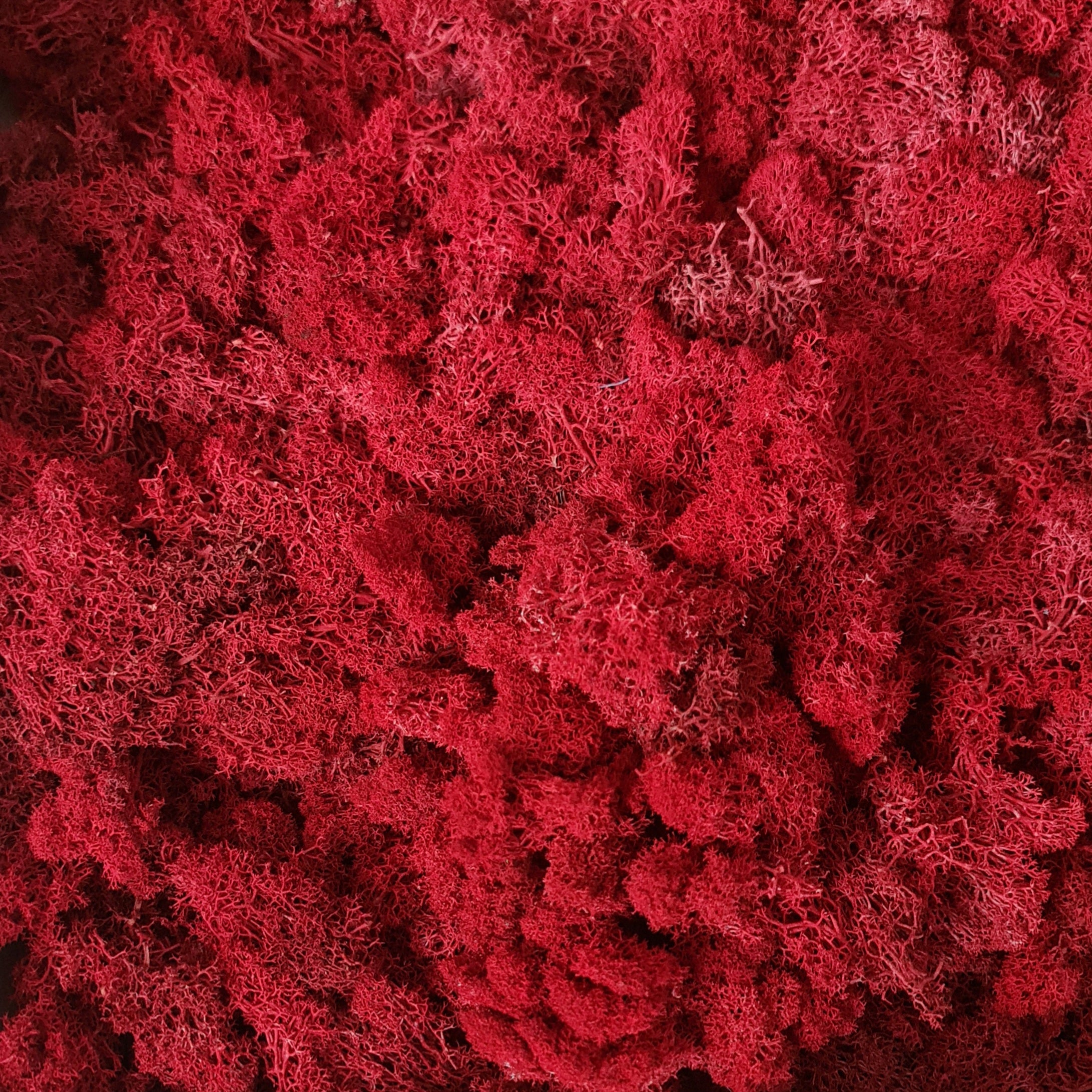 Licheni stabilizati precuratati 