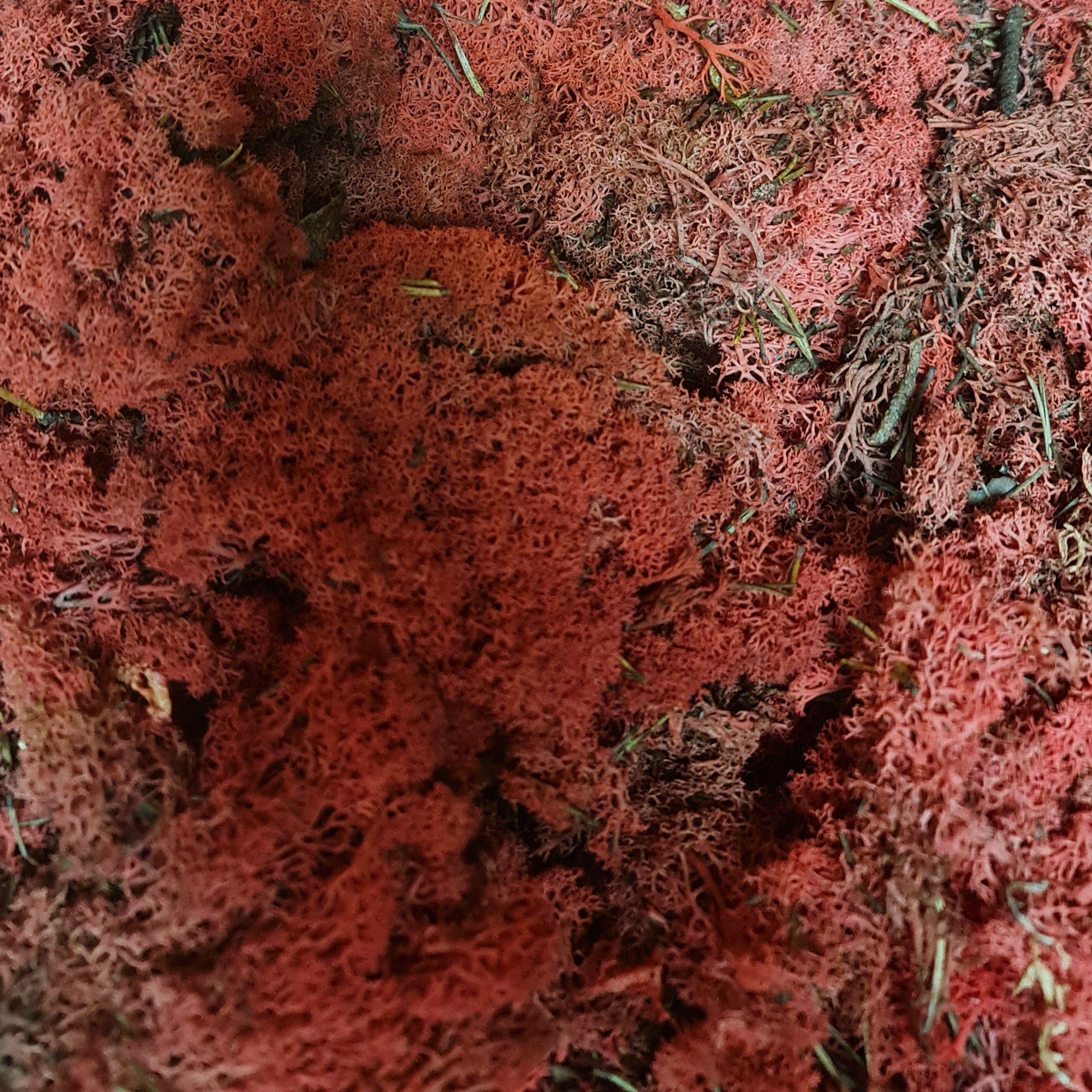 Licheni stabilizati red – OUTLET