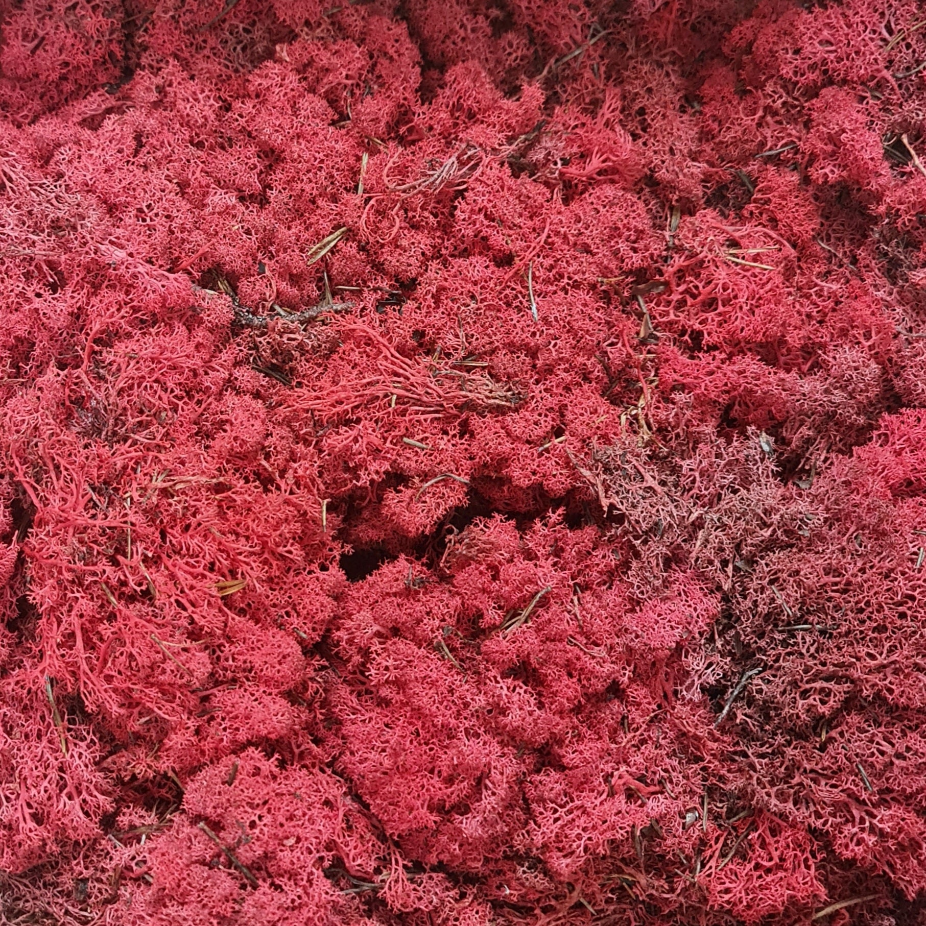 Licheni stabilizati red 