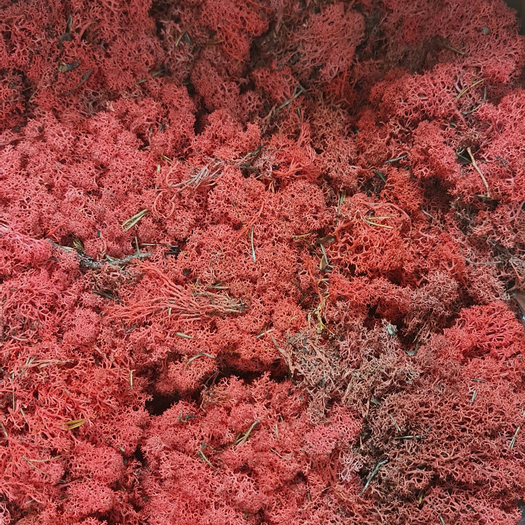 Licheni stabilizati rosu – OUTLET