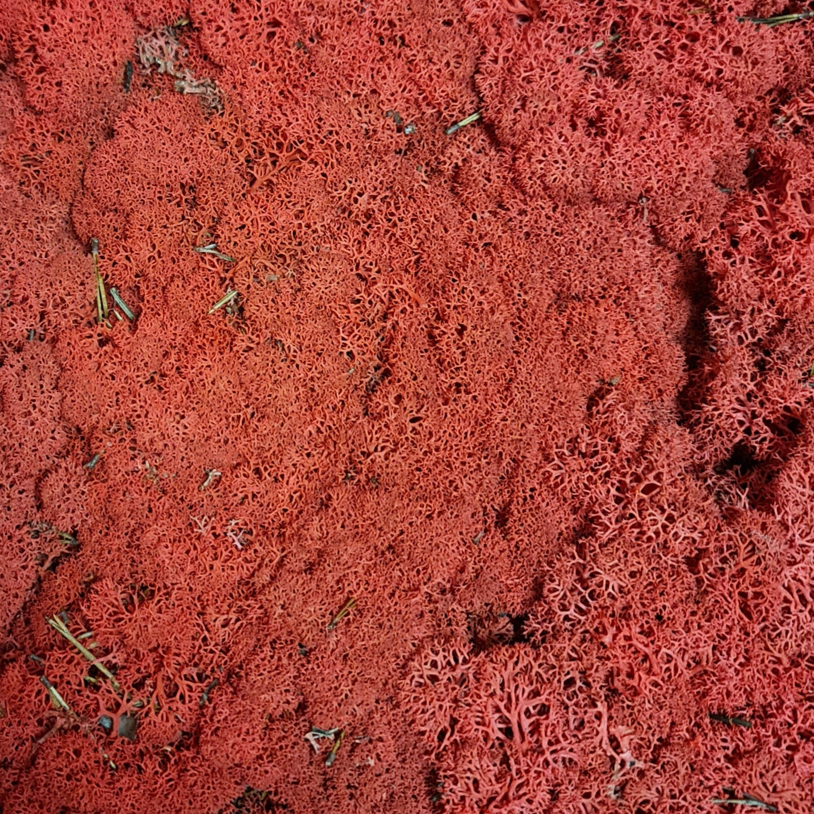 Licheni stabilizati rosu