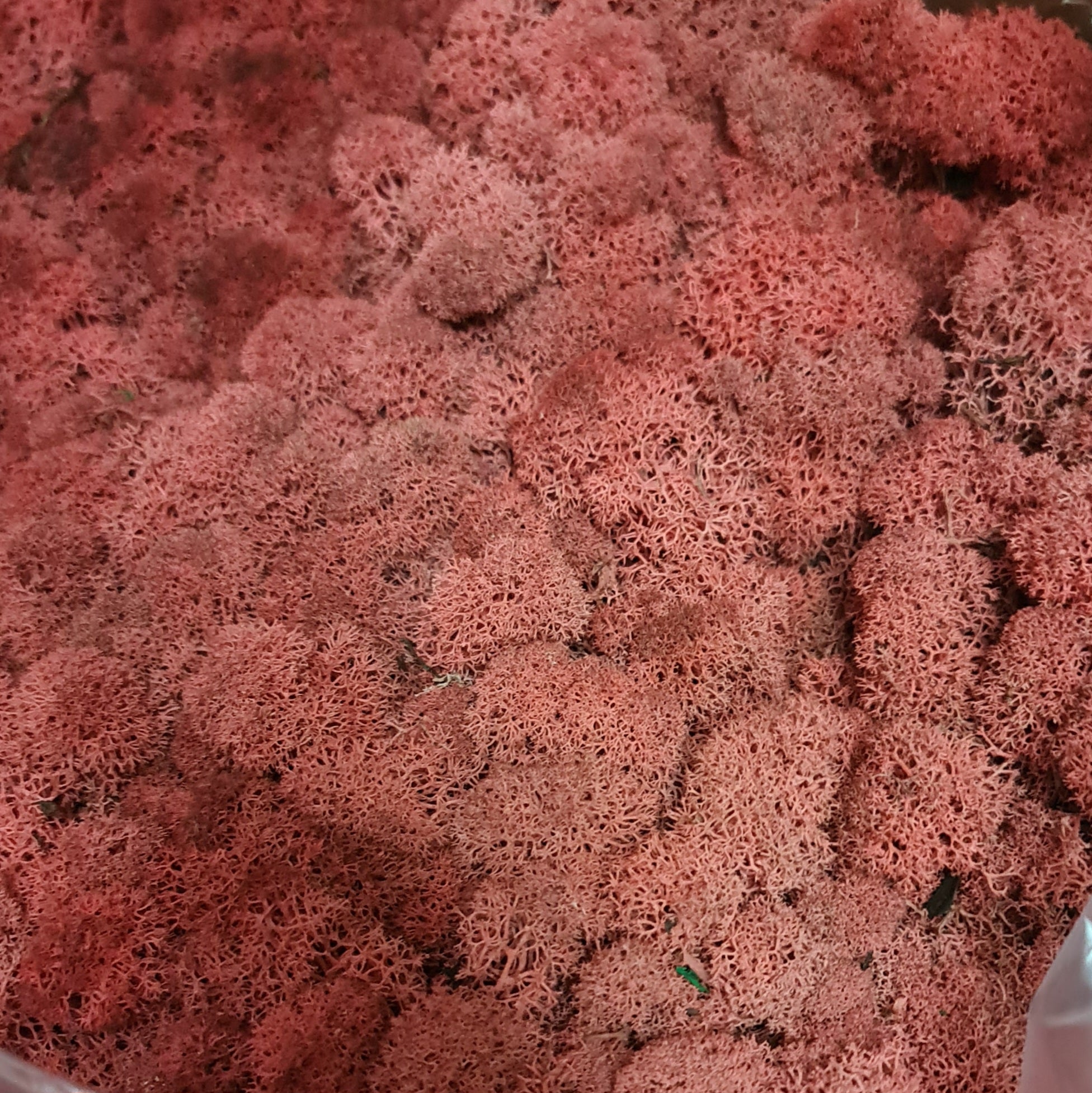 Licheni stabilizati red / rosu