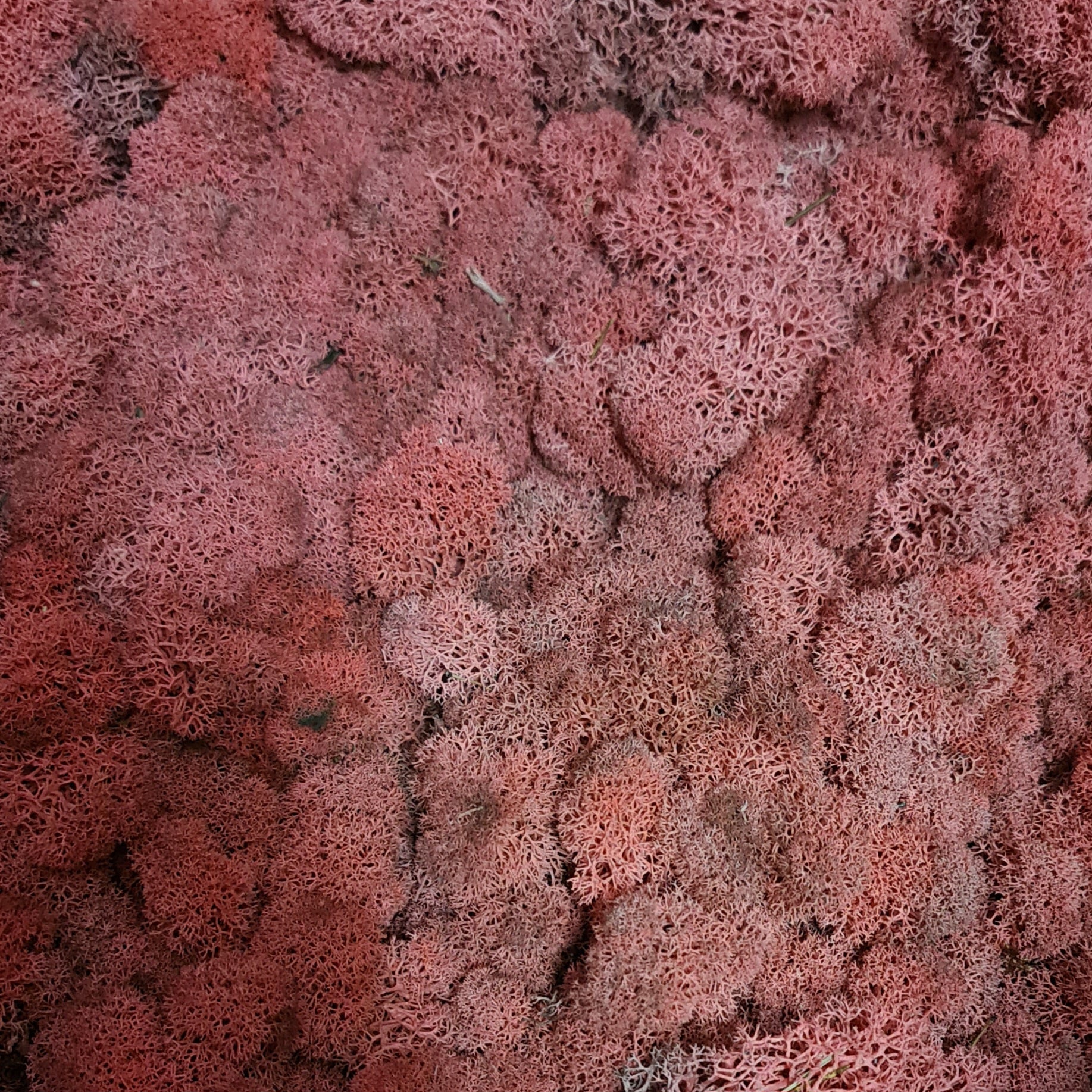 Licheni stabilizati red / rosu