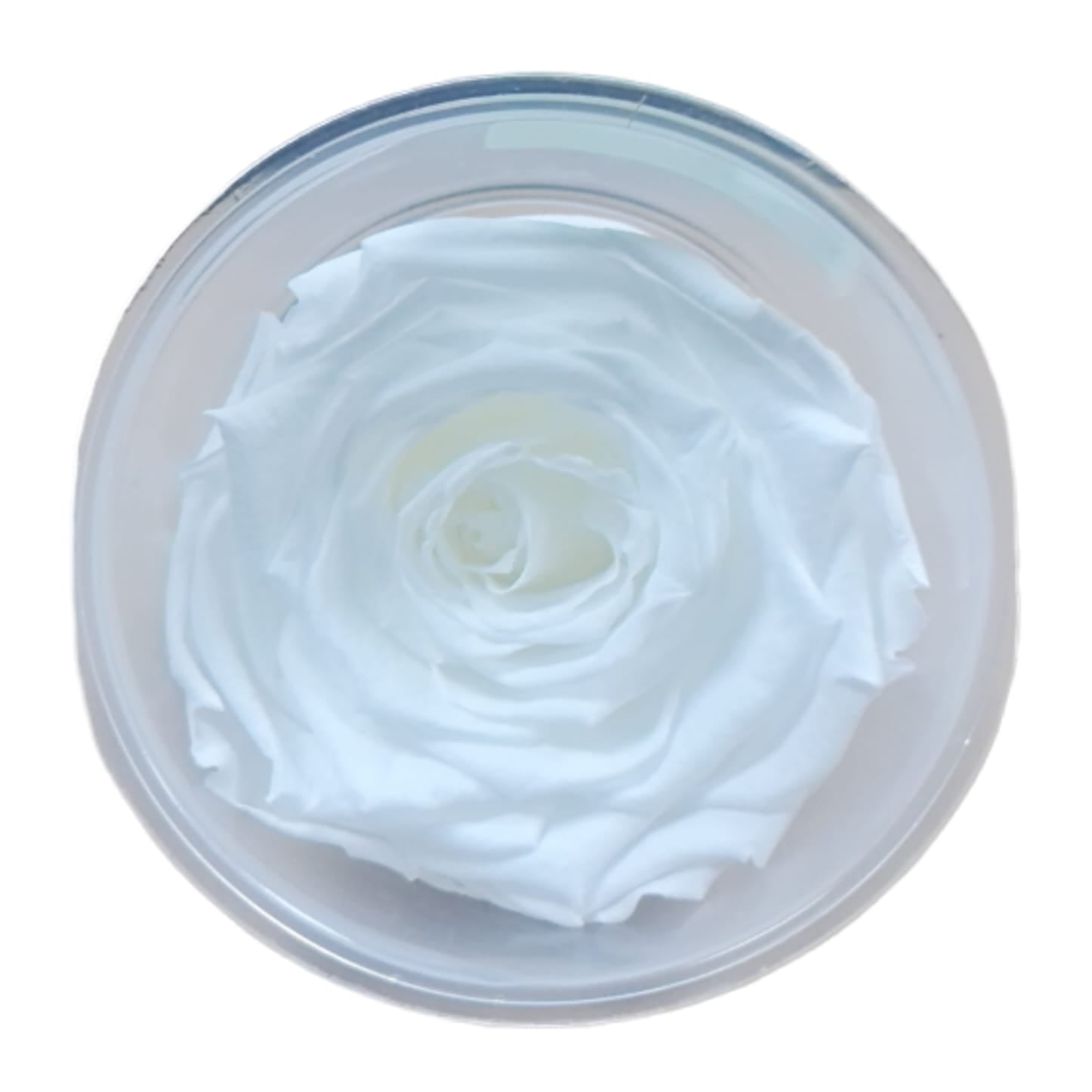 Trandafiri conservați XL (6 cm)