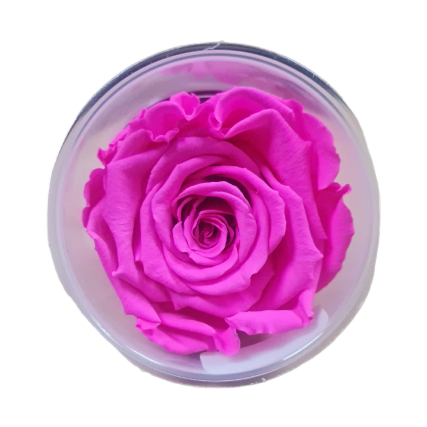 Trandafiri conservați XL (6 cm)