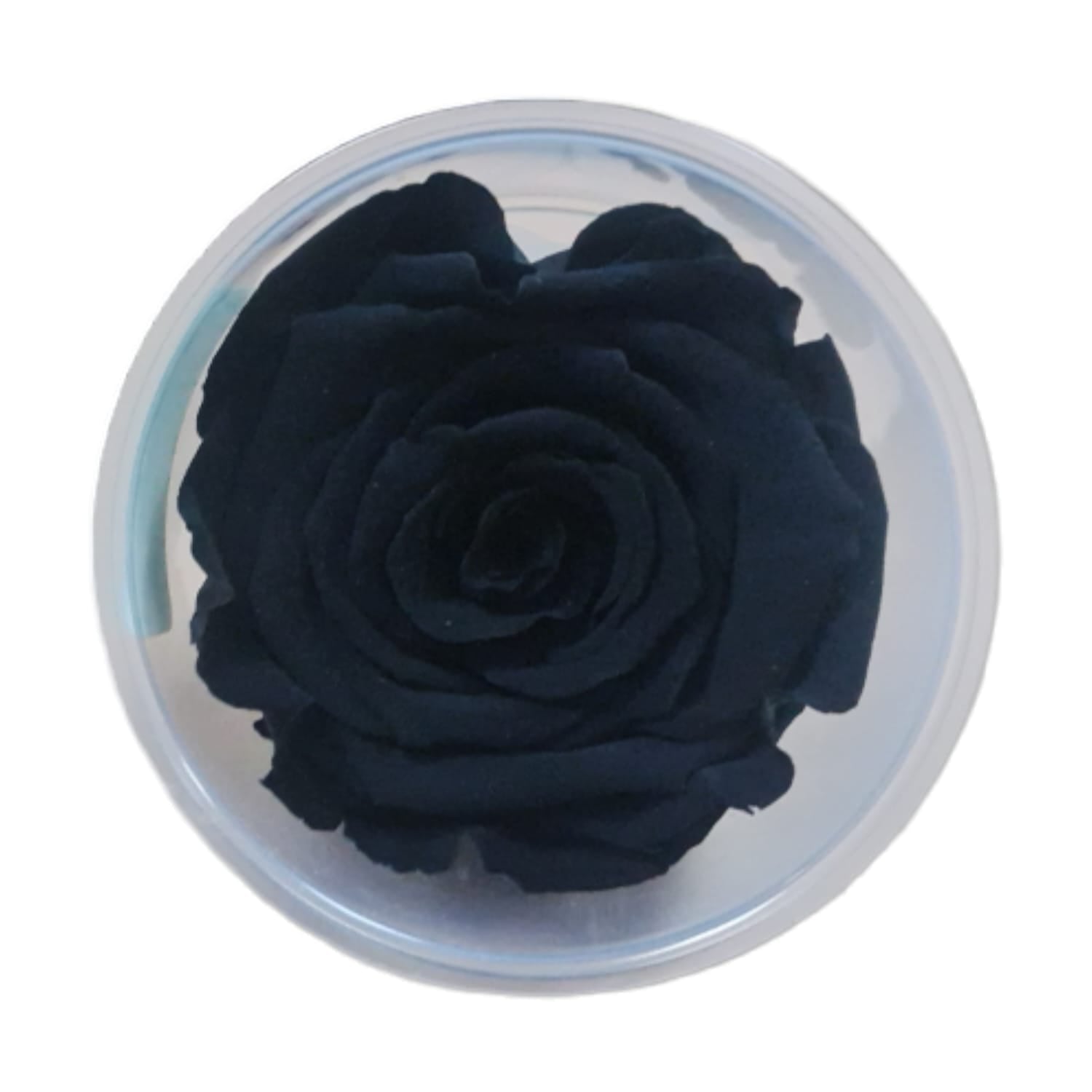 Trandafiri conservați XL (6 cm)