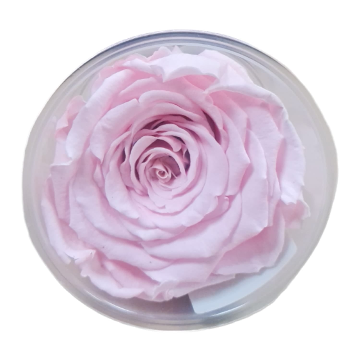 Trandafiri conservați XL (6 cm)