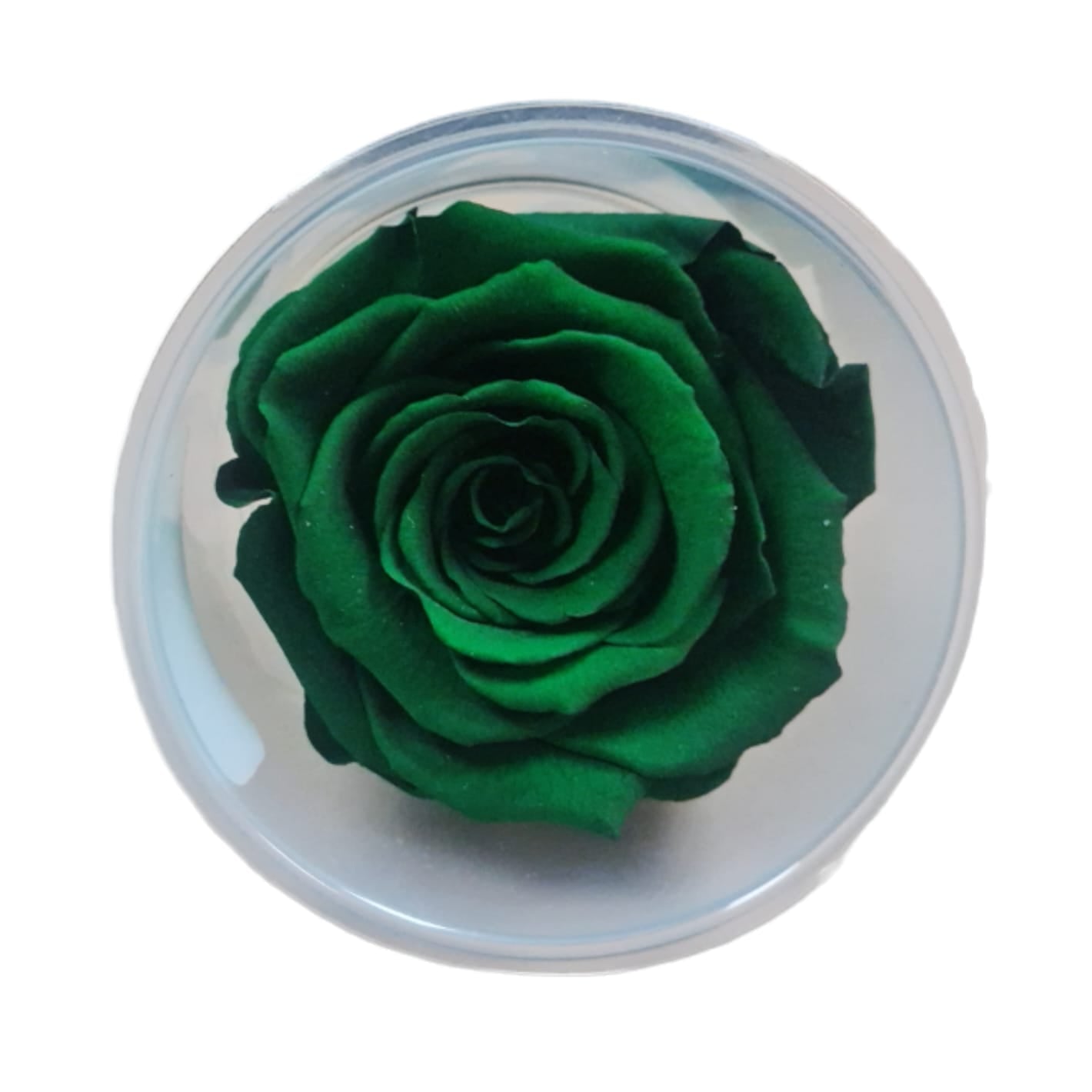 Trandafiri conservați XL (6 cm)