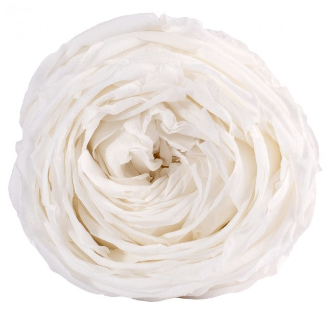 Trandafiri criogenati Garden XL, alb