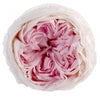 Incarcă imagine în Gallery viewer, Trandafiri criogenati Garden XL, bicolor, roze
