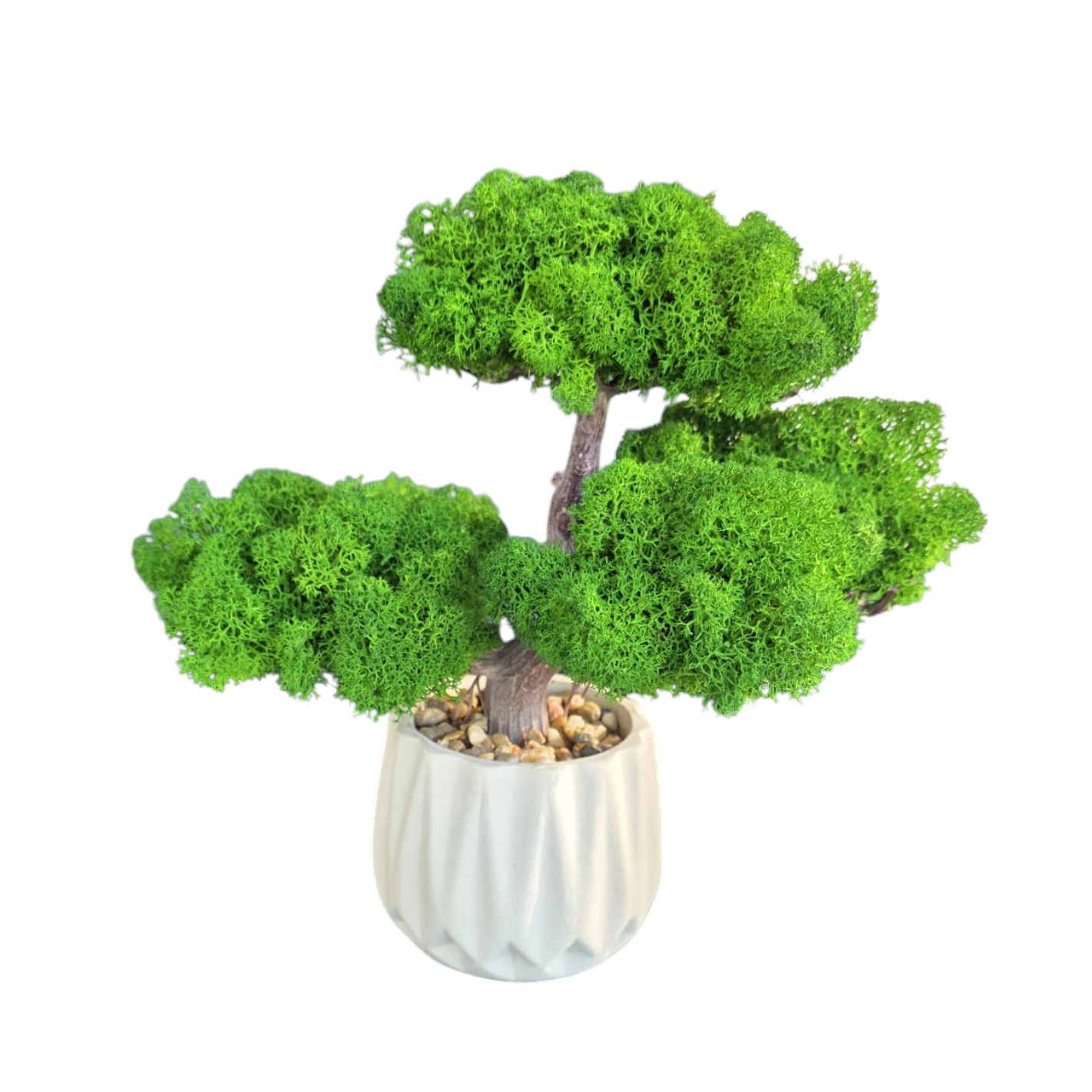 Bonsai cu licheni stabilizati decorativi