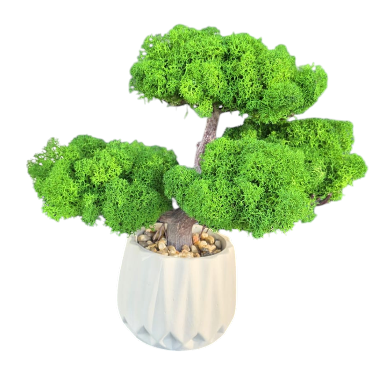 Bonsai cu licheni stabilizati decorativi