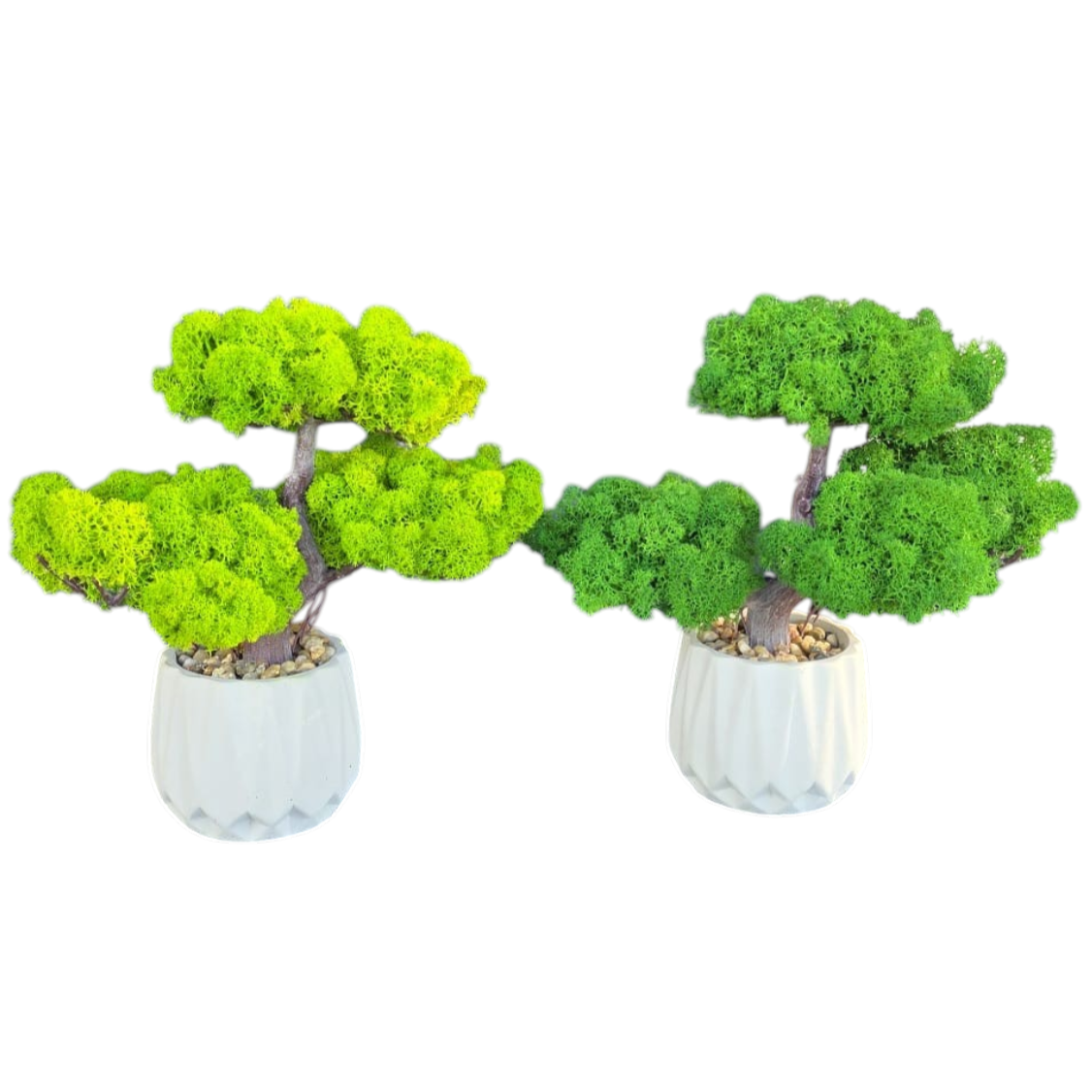 Bonsai cu licheni stabilizati decorativi